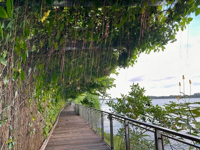 Mandai Boardwalk and the many Bulbuls